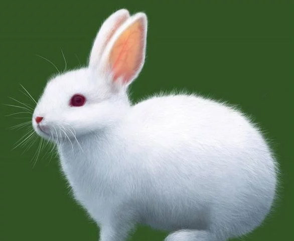 兔子的寿命是多少年